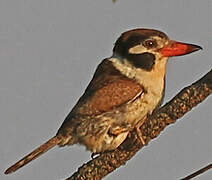 White-eared Puffbird