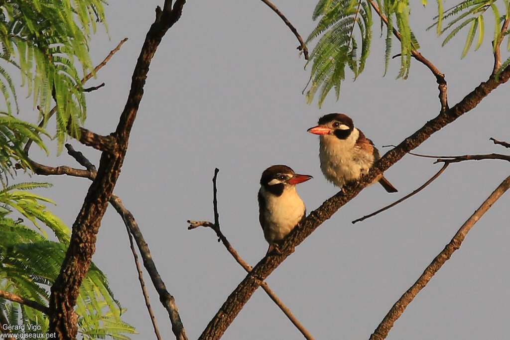 White-eared Puffbirdadult