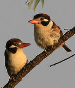 White-eared Puffbird