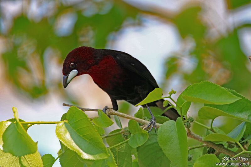 Silver-beaked Tanager male adult