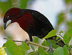 Silver-beaked Tanager