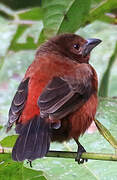 Silver-beaked Tanager