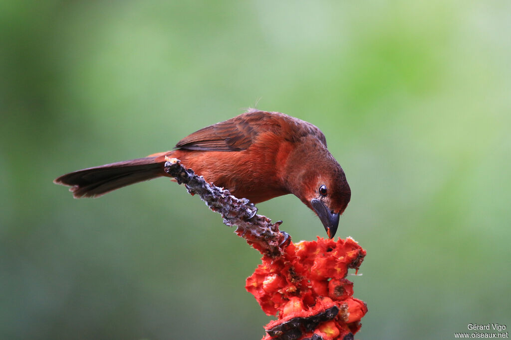 Silver-beaked Tanager female adult