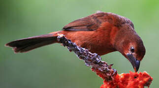 Silver-beaked Tanager