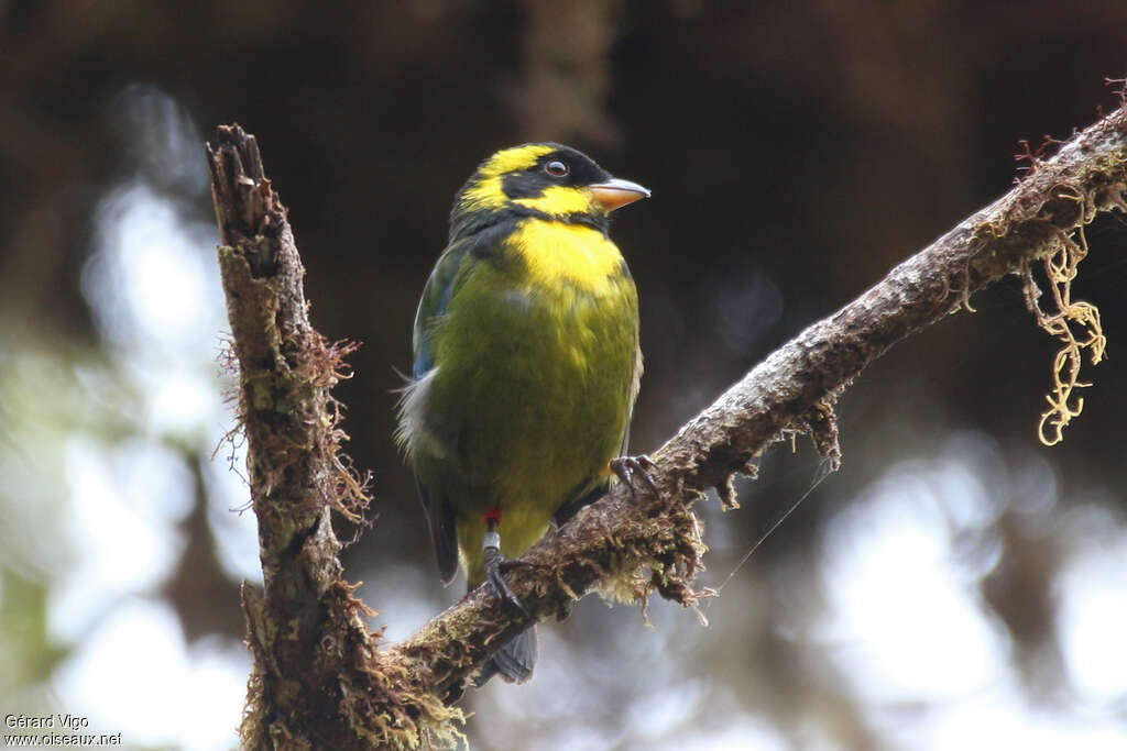 Gold-ringed Tanageradult