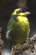 Gold-ringed Tanager