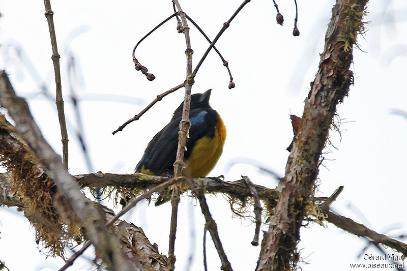 Black-and-gold Tanageradult