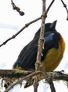 Black-and-gold Tanager