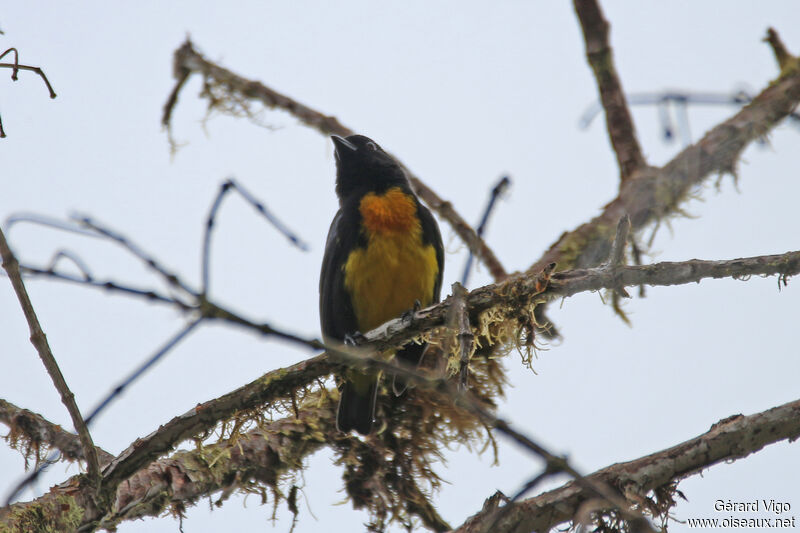 Black-and-gold Tanageradult