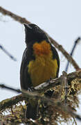 Black-and-gold Tanager