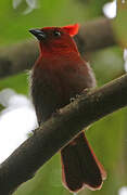 Crested Ant Tanager