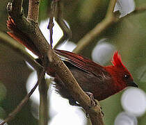 Crested Ant Tanager