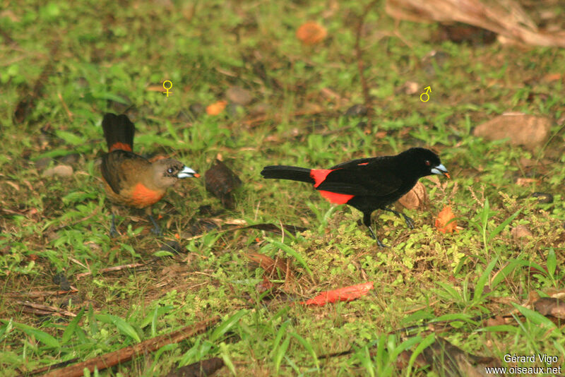 Scarlet-rumped Tanager adult
