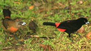 Scarlet-rumped Tanager