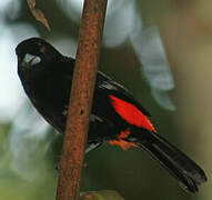 Scarlet-rumped Tanager