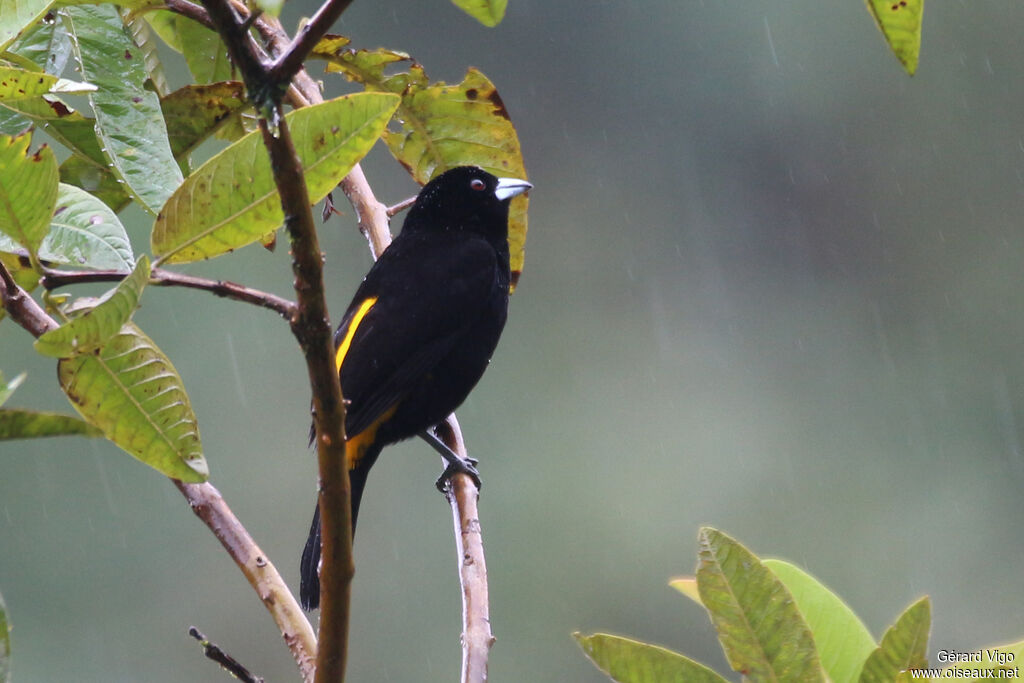 Lemon-rumped Tanager male adult