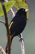 Lemon-rumped Tanager