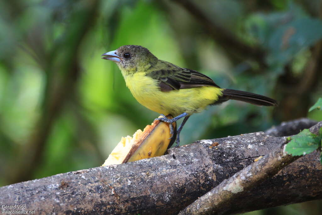 Lemon-rumped Tanager female adult