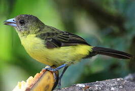 Lemon-rumped Tanager