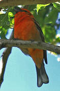 Flame-colored Tanager