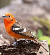 Flame-colored Tanager