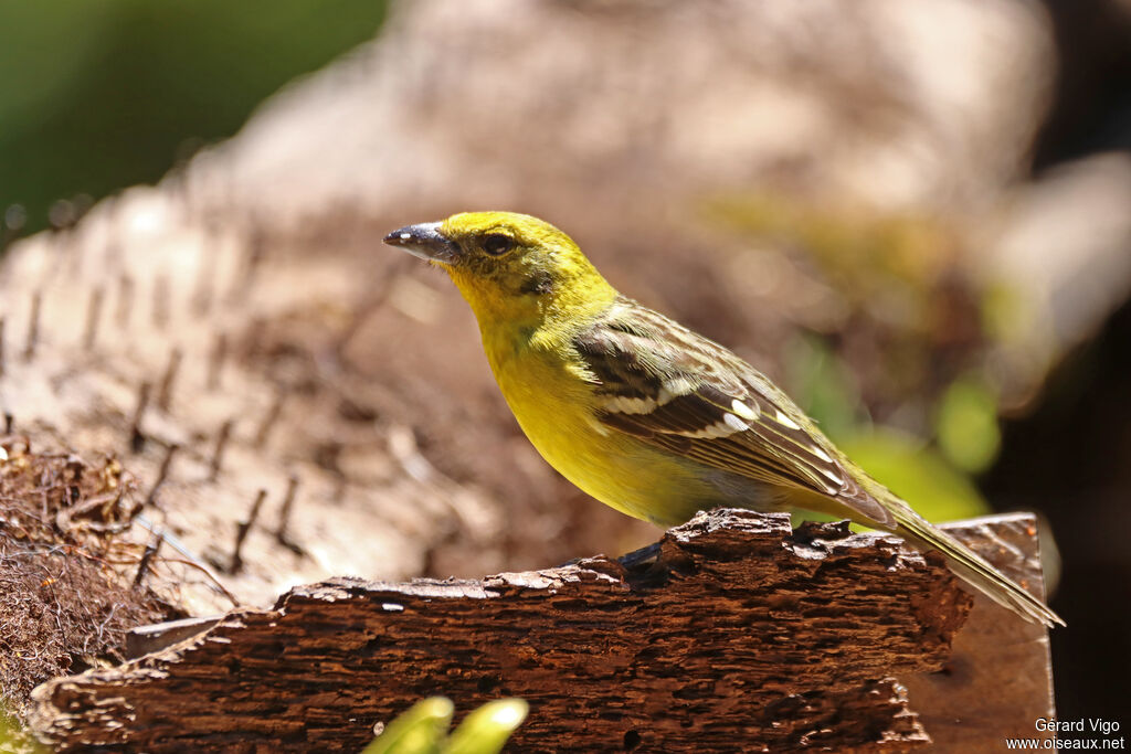 Flame-colored Tanager female adult