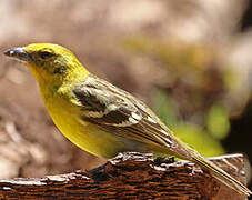 Flame-colored Tanager