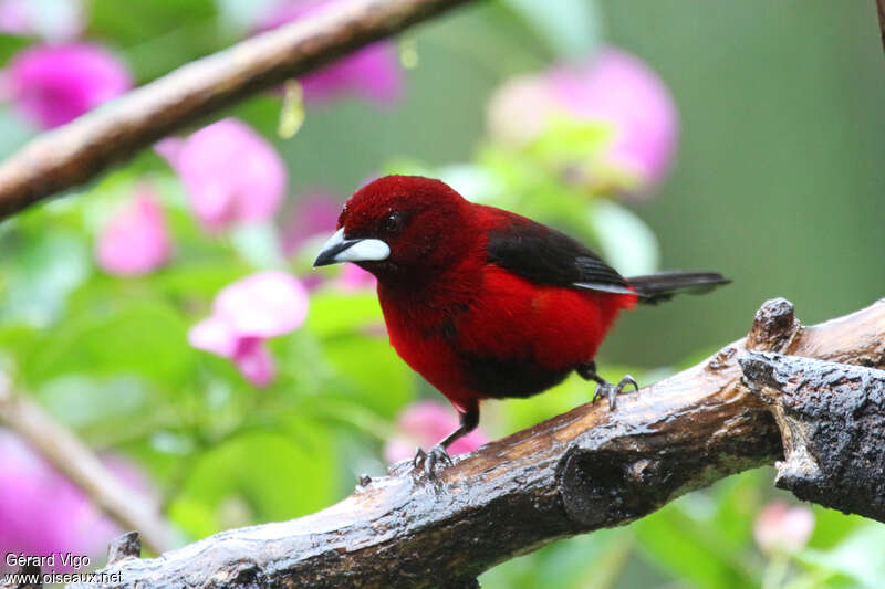 Crimson-backed Tanager male adult, close-up portrait