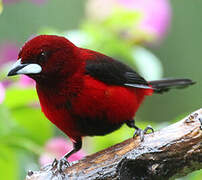 Crimson-backed Tanager