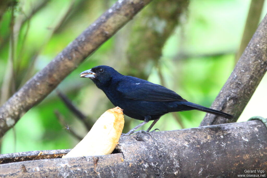 White-lined Tanageradult