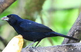 White-lined Tanager