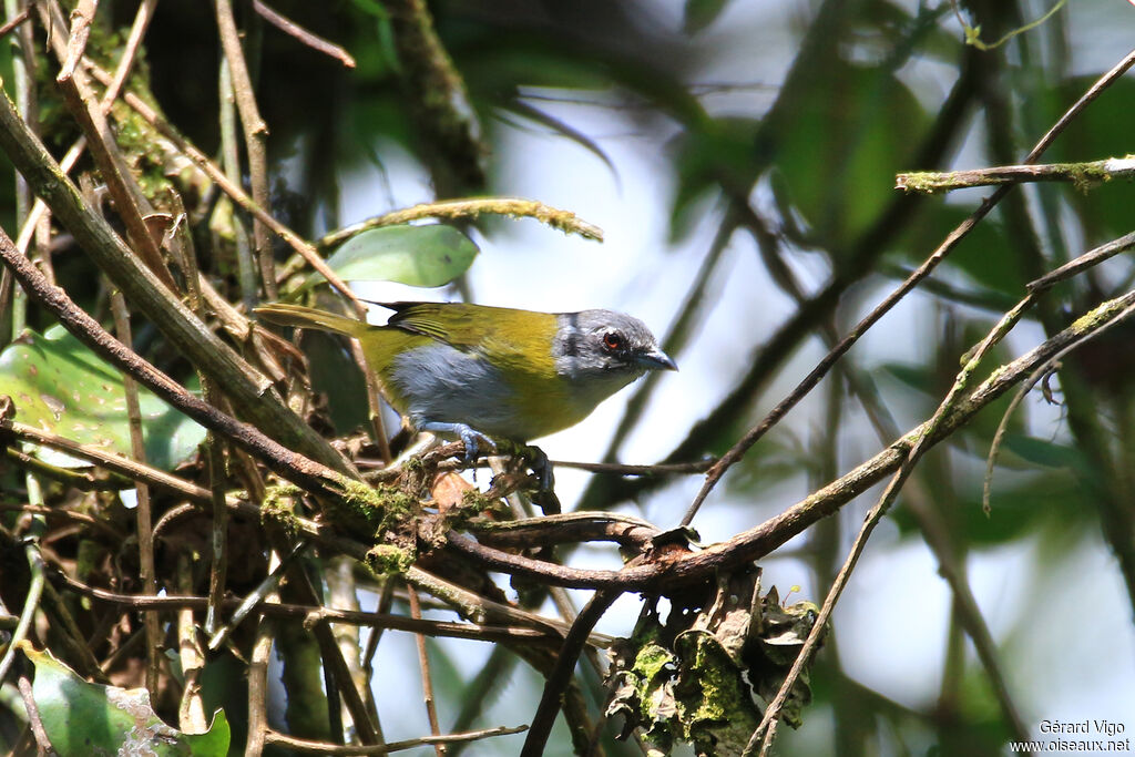 Ashy-throated Chlorospingusadult