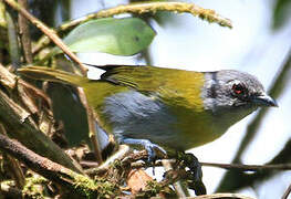 Ashy-throated Bush Tanager