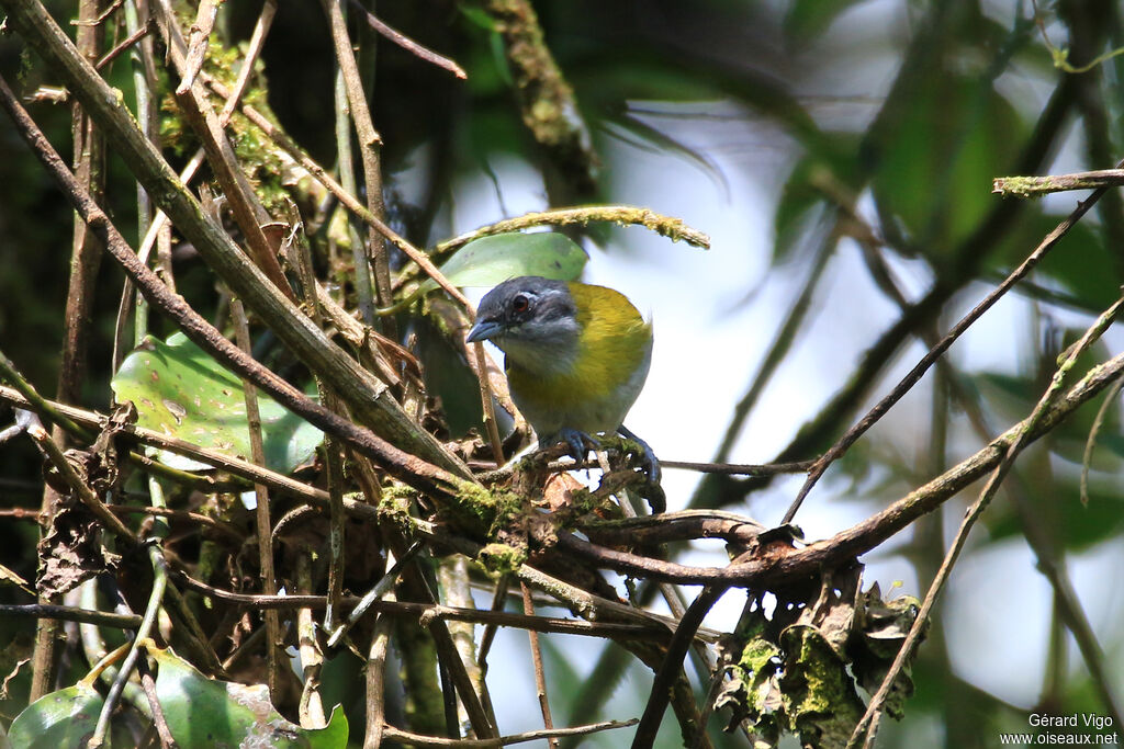 Ashy-throated Chlorospingusadult