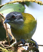 Ashy-throated Bush Tanager