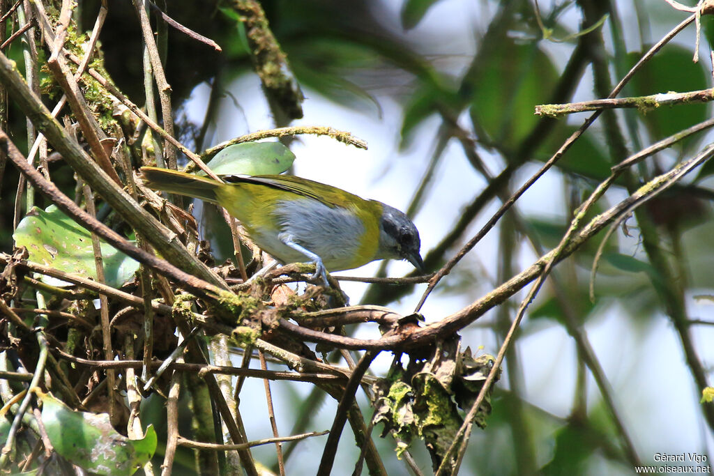 Ashy-throated Bush Tanageradult