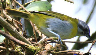 Ashy-throated Bush Tanager