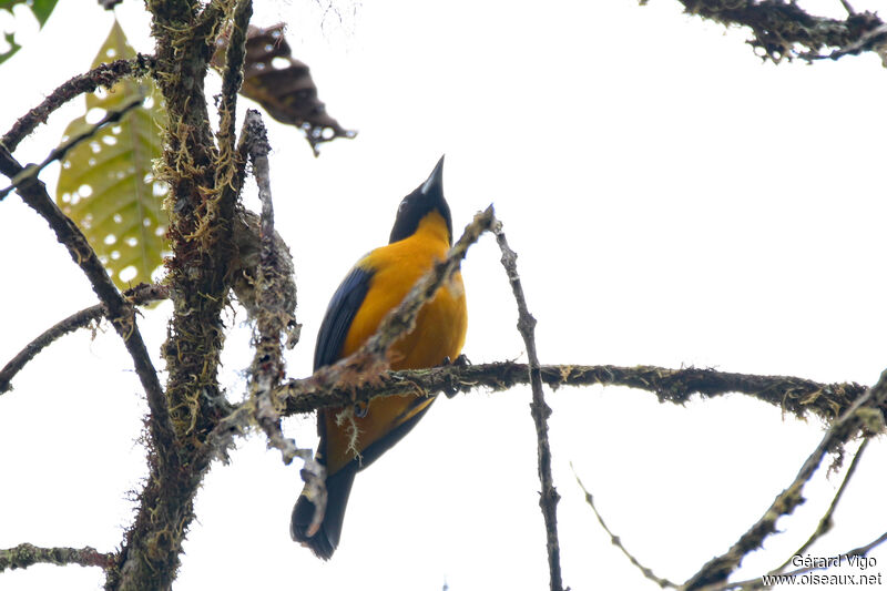 Black-chinned Mountain Tanageradult