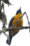 Black-chinned Mountain Tanager