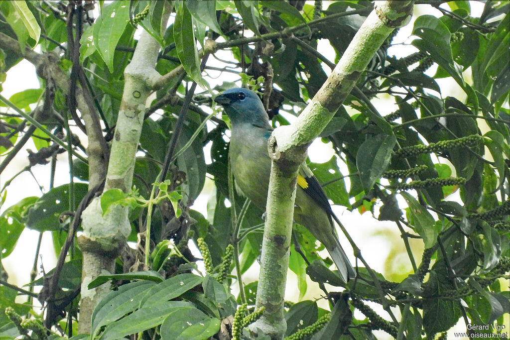 Tangara à miroir jaune