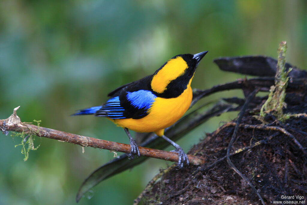 Blue-winged Mountain Tanageradult