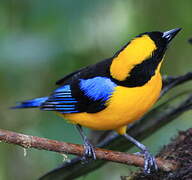 Blue-winged Mountain Tanager