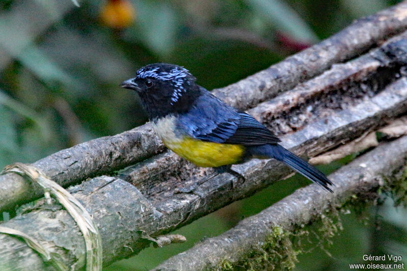 Buff-breasted Mountain Tanageradult