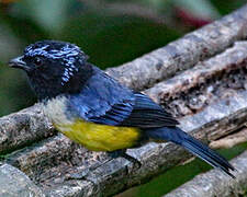 Buff-breasted Mountain Tanager