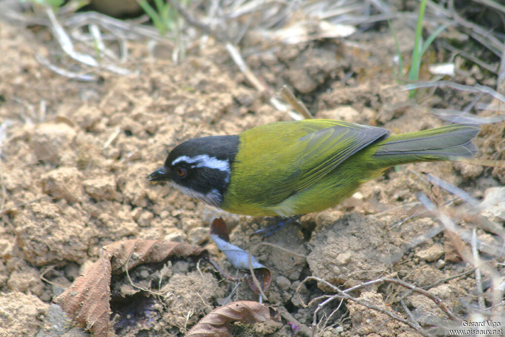 Sooty-capped Bush Tanageradult