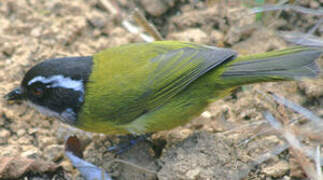 Sooty-capped Bush Tanager