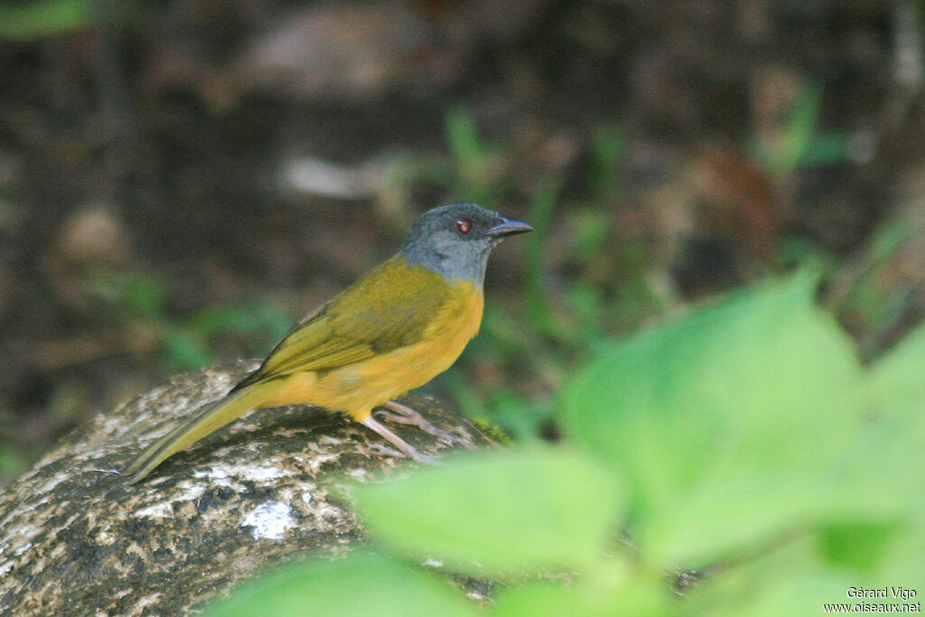 Grey-headed Tanageradult