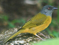 Grey-headed Tanager