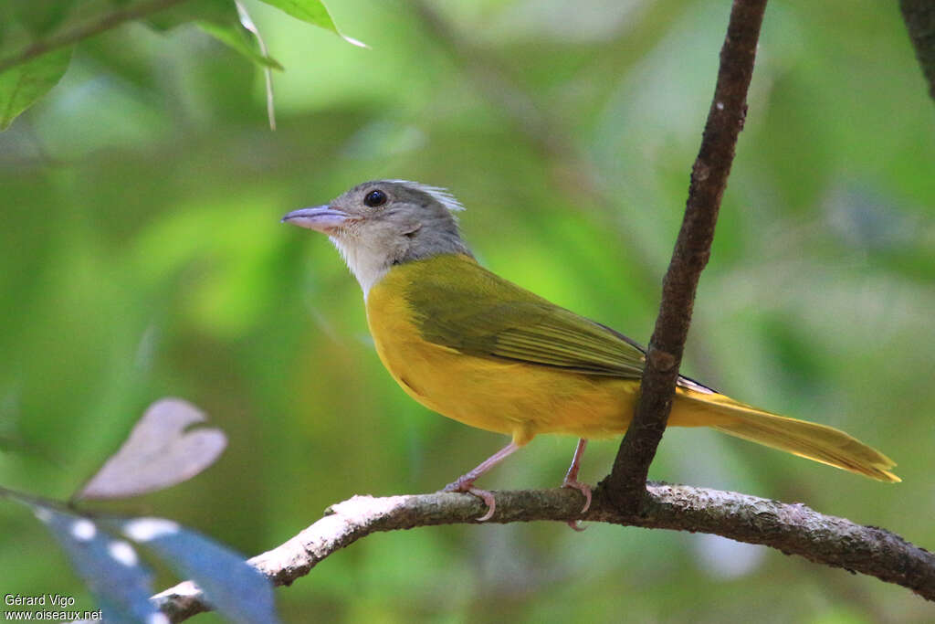 Tangara à tête griseadulte, identification