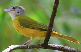 Grey-headed Tanager